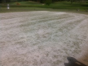 The practice putting green at the Pines following sprigging of the green on Tuesday